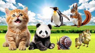 Cute Animals And Their Sounds - Cat, Panda, Snail, Squirrel, Penguin, Little Duck