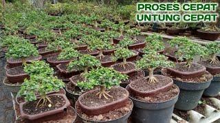 WAKTU SINGKAT UNTUNG GEDE BUDIDAYA BONSAI MAME #bonsai #sancangsmall #sancang