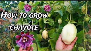 How to Grow Chayote from Trees: A Complete Guide for Beginners!