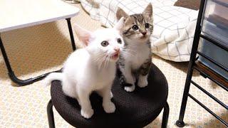 The kitten meow choir is singing from the chairs.