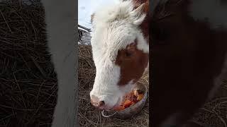 Наши счастливые коровки 14 03 25