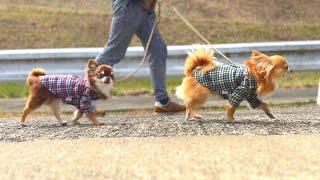 愛犬との何気ない日々のお散歩が穏やかで尊い。