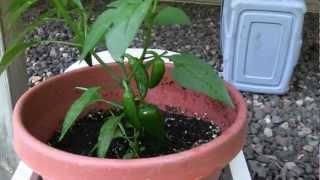 Growing Ghost Peppers (Bhut Jolokia) in Pots - Also Habanero, Trinidad 7, and Cayenne Peppers