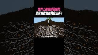 世界上最貪財的植物，非常喜歡靠著黃金生長?#科普 #知識#有趣