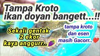 Rejeki...UMPAN MURAH TAMPA KROTO IKAN SEDIKIT MASIH GACORR...Tetangga sampai binggung...!?