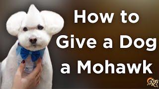 How to Give a Dog a Mohawk | Dog Grooming Tutorial