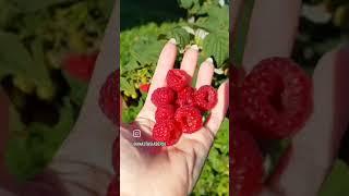 Сорт ремонтантной малины: ГЕРАКЛ. Всегда большой урожай!!! #малина #ремонтантнаямалина #геракл