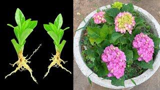 From the stems and petioles of hydrangeas, new plants with many flowers will form