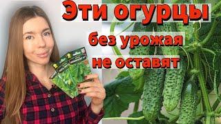 САМЫЕ УРОЖАЙНЫЕ И РАННИЕ СОРТА ОГУРЦОВ. которые подойдут всем. Мой выбор семян на 2023 год