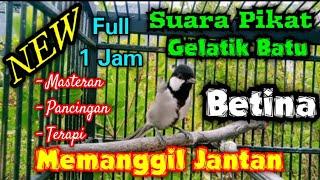 Suara pikat gelatik batu full 1 jam || Gelatik betina memanggil jantan