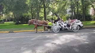 Horse Carriage Tours Victoria British Columbia Canada