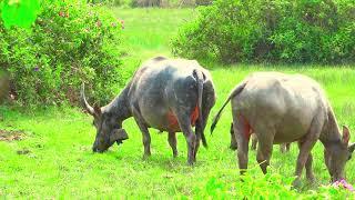 family buffalos every happy eating day a lot grass.