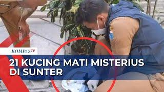 Kejang-Kejang, 21 Kucing Peliharaan & Liar Mati Misterius di Sunter!