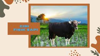 PERBEDAAN SAPI BALI DAN SAPI MADURA