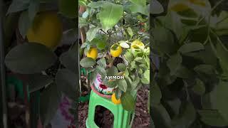 Ще тиждень  рослинки чекатимуть