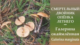 СМЕРТЕЛЬНЫЙ двойник Опёнка летнего - Галерина окаймлённая - Galerina marginata