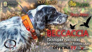 OFFICINA77 - Beccaccia (Scolopax rusticola) | Docu-Film Full HD