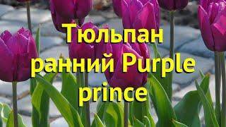 Тюльпан ранний Пурпурный принц. Краткий обзор, описание характеристик Purple prince