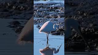 nature | egret | bird | forest | beautiful scenery | relaxing clip | PT 26 | EP 3 | ️️