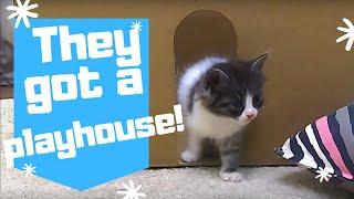 Funny Reactions of Kittens to a New Playhouse