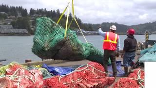 Rare blue whale skeleton raised from Yaquina Bay