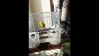 Carduelis Spinus Song