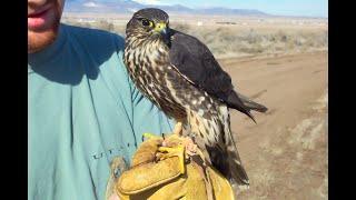 Falconry: Are merlins the best falcon?