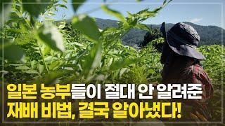 일본 재배 기술, 한국에서의 적용 가능성은? 이상 현상이 보인다면? 이렇게 하세요