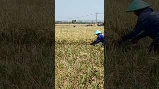 Manual rice harvesting in Indonesia #rice #farming #harvest