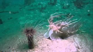 Tube Anemone attacked by Spanish Dancer