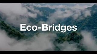 Eco-bridges | 2023 | Kyle Obermann x Hong Kong Stories