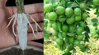 How to air layering lemon tree using tissue paper