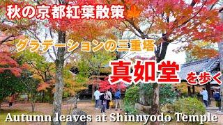 11/22(金)秋の京都紅葉散策色付き進む紅葉名所 真如堂を歩く【4K】Autumn leaves at Shinnyodo Temple