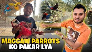 BIG PARROTS KO BIG CAGE MIL GAYA AB