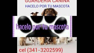 Peluqueria canina hacelo por tu mascota vgg