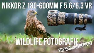 Nikkor Z 180-600mm Objektiv - Erfahrungsbericht - Naturfotografie