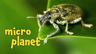 Micro Planet (Dokumentation auf Deutsch in voller Länge, ganze Tierdoku in HD auf Deutsch)