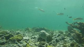 Snorkeling In Cuba, Cayo Coco.