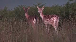 Richmond Park - the quietest and darkest place in London