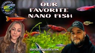 Freshwater Nano Fish Duel - Steenfottaquatics.com