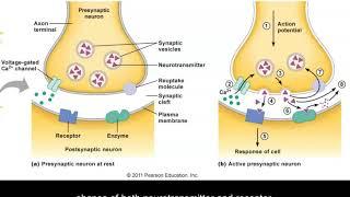 Neurotransmission