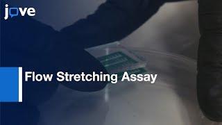 Flow Stretching Assay to Study Molecules Movement in DNA | Protocol Preview