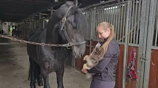 Stal Okkema's Lieuwe - Tiede x Stendert - Star stallion - 2019 - 1.67m