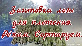 16. Лозоплетение. Заготовка лозы. Ре'жим_Сортируем.