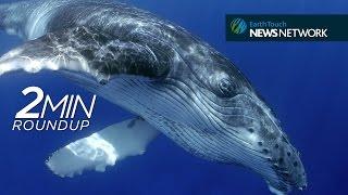 Humpback whale rescue, forked-penis fly & new pangolin protections