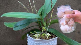 1 Cup/Month for Orchids to Make Roots and Flowers Bloom All Year Round