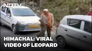 Viral Video Of Leopard 'Playing' With People Raises Concerns