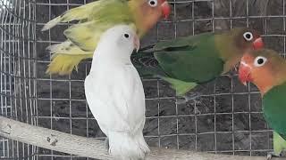 #whitebull#albino White bull male african lovebird