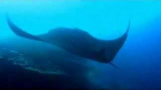 Manta Ray - Koh Bon, Thailand