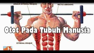 Otot Pada Tubuh Manusia